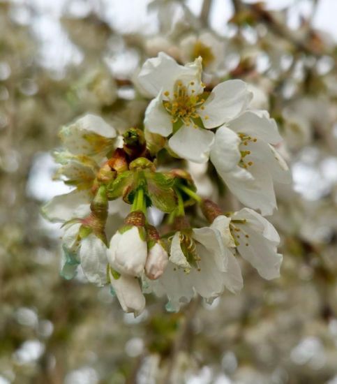Flowering Cherry Trees Weeping Snow Fountain Low Graft