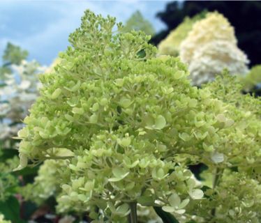 Hydrangea Trees Limelight