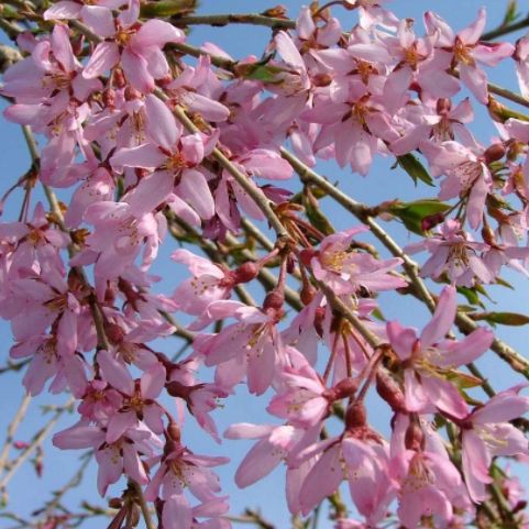 Flowering Cherry Trees Pink Weeping