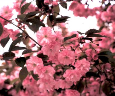 Flowering Cherry Trees Kwanzan