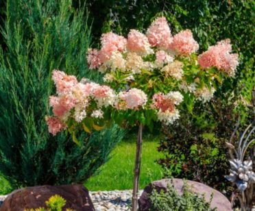 Hydrangea Trees Quick Fire