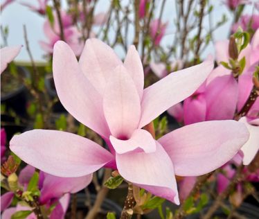Magnolia Trees Jane