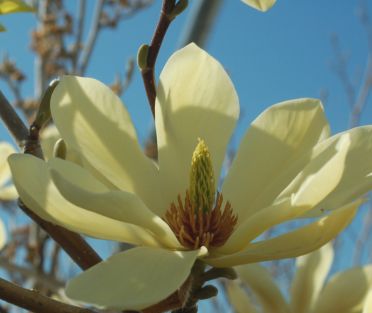 Magnolia Trees Butterflies