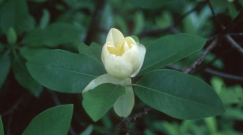 Magnolia Trees Moonglow