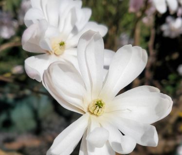 Magnolia Trees Royal Star