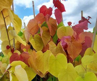 Redbud Trees Flame Thrower