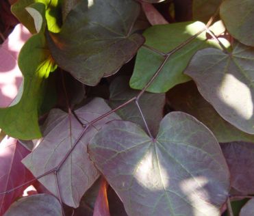 Redbud Trees Forest Pansy