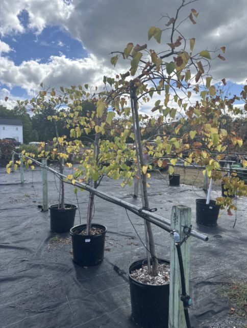 Redbud Trees Pink Heartbreaker