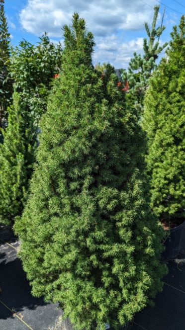 Spruce Trees Dwarf Alberta