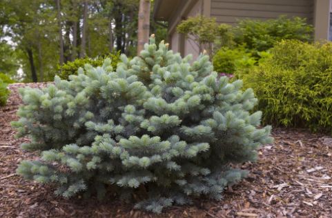 Spruce Trees Dwarf Globe Blue