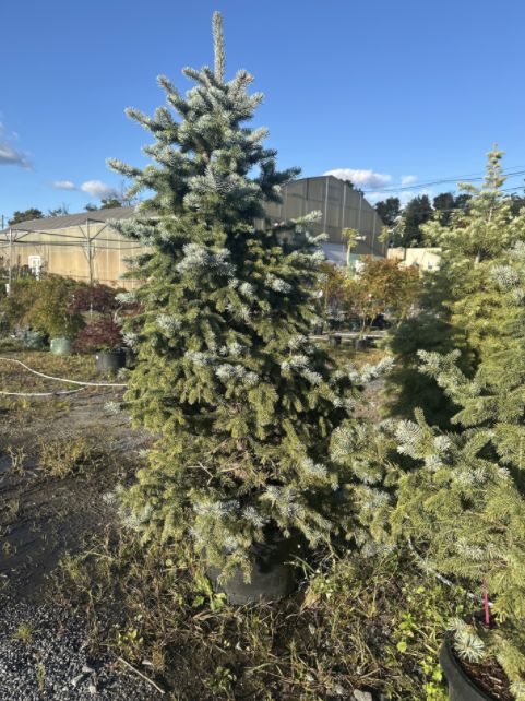 Spruce Trees Baby Blue