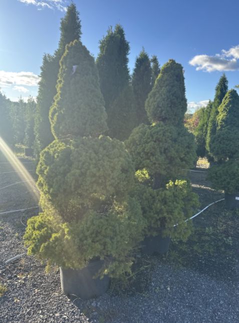 Spruce Trees Dwarf Alberta Poodle Topiary