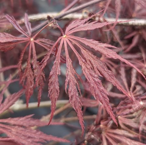 Japanese Maple Trees Tamukeyama