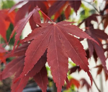 Japanese Maple Trees Bloodgood