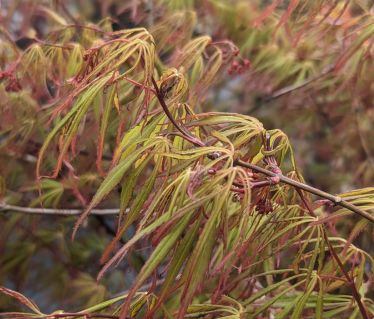 Japanese Maple Trees Viridis