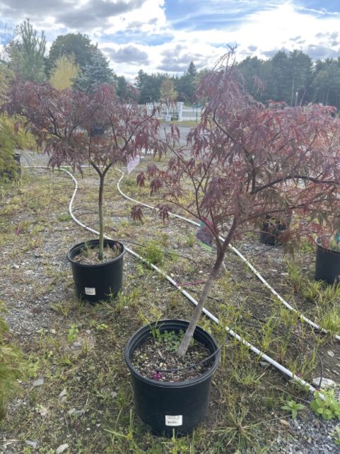Japanese Maple Trees Red Dragon