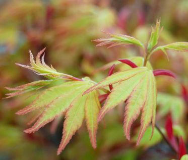 Japanese Maple Trees Orange Dream