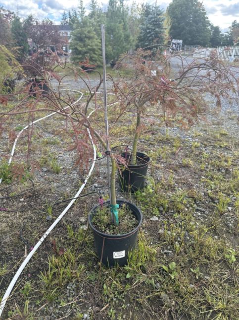 Japanese Maple Trees Crimson Queen