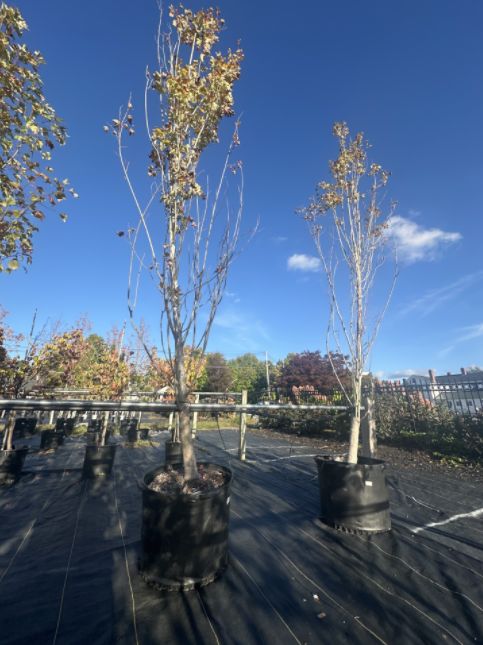 Maple Trees Armstrong Gold