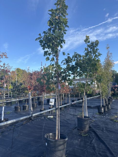 Maple Trees Fall Fiesta Sugar Maple