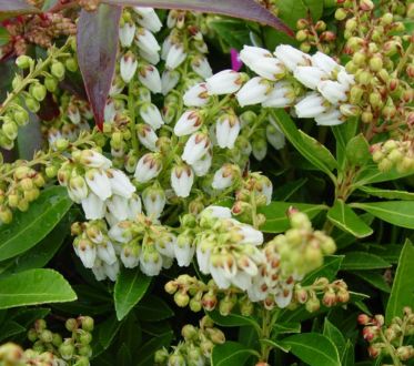 Andromeda Shrubs Cavatine