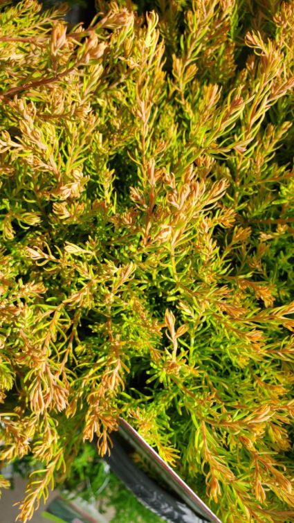 Arborvitae Shrubs Fire Chief