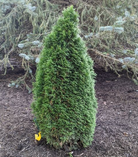 Arborvitae Shrubs Emerald Petite