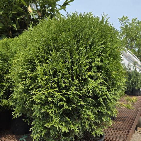 Arborvitae Shrubs Little Giant