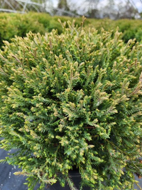 Arborvitae Shrubs Mr. Bowling Ball