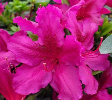 Azalea Shrubs Girard's Fuschia