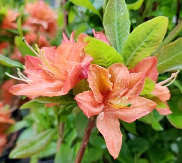 Azalea Shrubs Mandarin Lights
