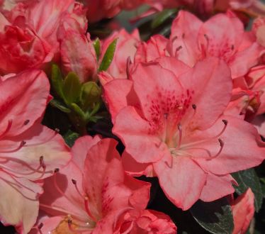 Azalea Shrubs Blaauw's Pink