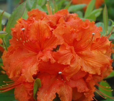 Azalea Shrubs Gibraltar