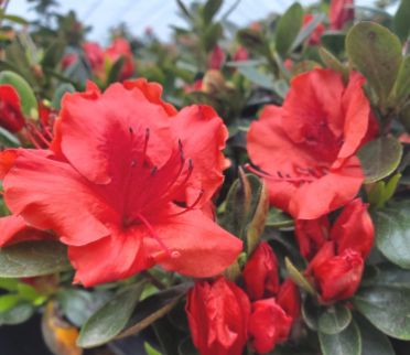 Azalea Shrubs Girard's Crimson