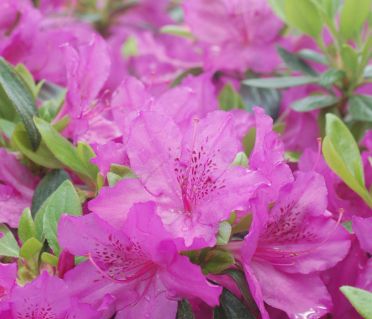 Azalea Shrubs Karen