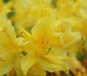 Azalea Shrubs Lemon Lights