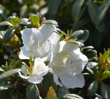 Azalea Shrubs Girard's Pleasant White