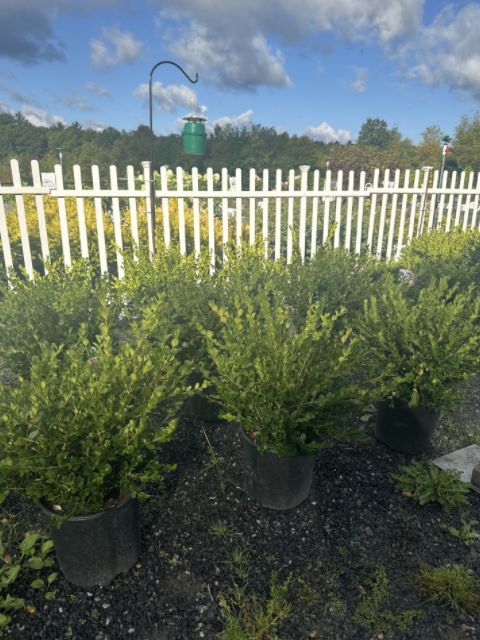 Boxwood Shrubs Winter Gem