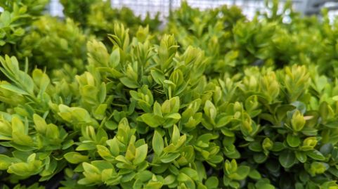 Boxwood Shrubs Green Velvet