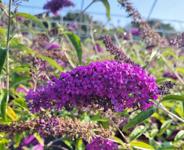 Butterfly Bushes Groovy Grape