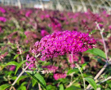 Butterfly Bushes Miss Ruby