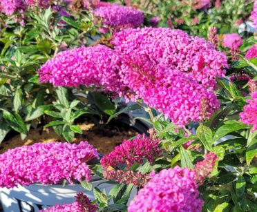 Butterfly Bushes Pugster Pinker