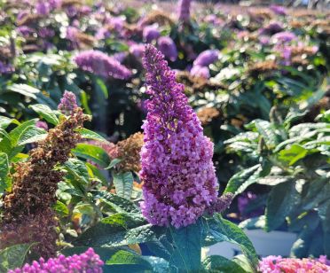 Butterfly Bushes Pugster Amethyst