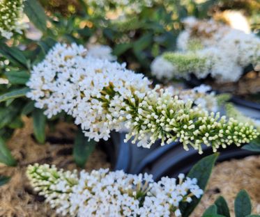 Butterfly Bushes Pugster White