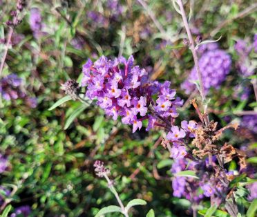 Butterfly Bushes Nanho Blue