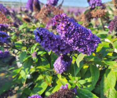 Butterfly Bushes Pugster Blue