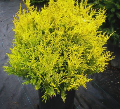Cypress Shrubs Vintage Gold