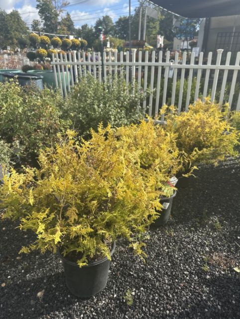 Cypress Shrubs Vintage Gold, Size: #2