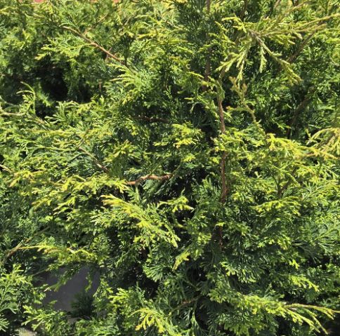 Cypress Shrubs Wells Special