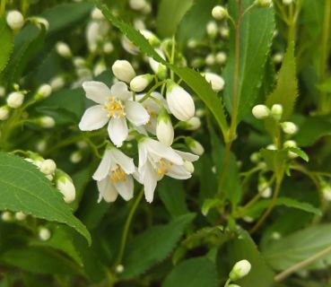 Deutzia Shrubs Yuki Snowflake